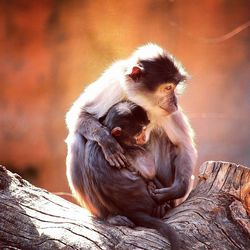 Lion sitting on wood