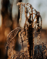 Close-up of dried plant