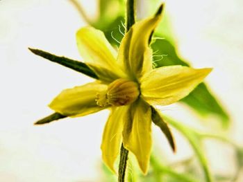 Close-up of yellow flower