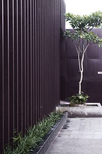 Potted plants on sidewalk by building