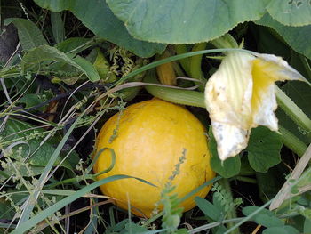 Close-up of fruit growing on plant