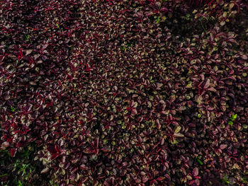 Amaranthus, is a cosmopolitan genus of annual or short-lived perennial plant.