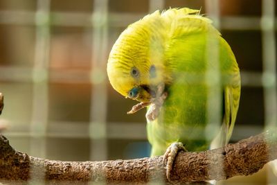 Close-up of parkeet in cage