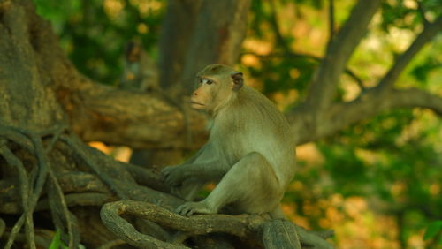 Side view of monkey sitting on tree in forest