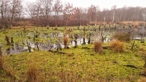 Scenic view of field by trees