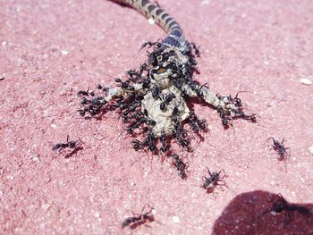 Close-up of ant on beach