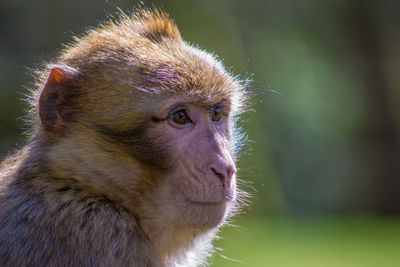 Close-up of barbary macaque looking away