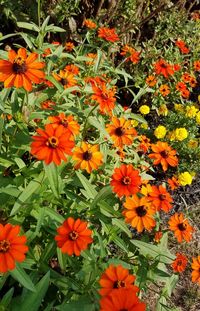 High angle view of orange flowers blooming outdoors