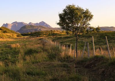 Scenic view of landscape against clear sky