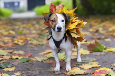 Portrait of dog standing on autumn leaves