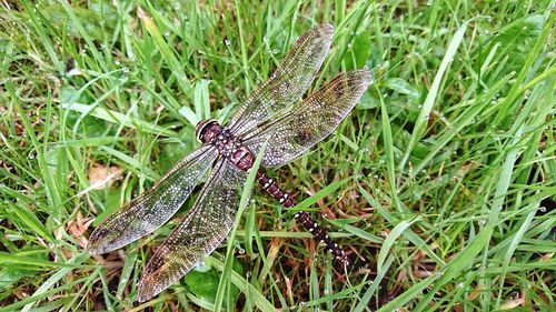 Close-up of insect on grass