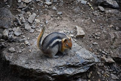 Western chipmunk rodent sciuridae found in north america  big cottonwood canyon rocky mountains utah
