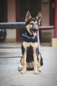 Portrait of dog sitting on floor