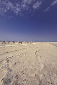 A caravan of camels in the desert