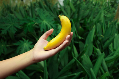 Cropped image of person holding fruit