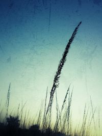 Plants growing on field