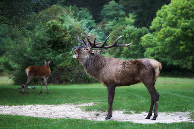 Horned animal on grassland against plants