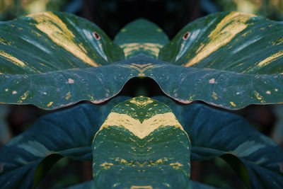 Close-up of plant growing outdoors