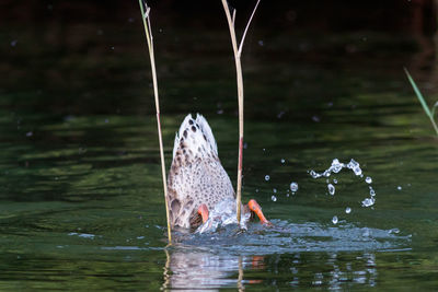 Duck swimming in lake