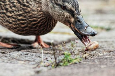 Close-up of duck eating food on field