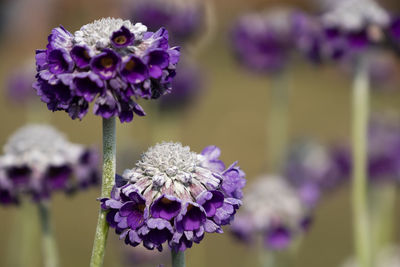 Close-up of honey bee on purple flowering plant