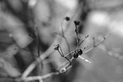 Close-up of insect on plant