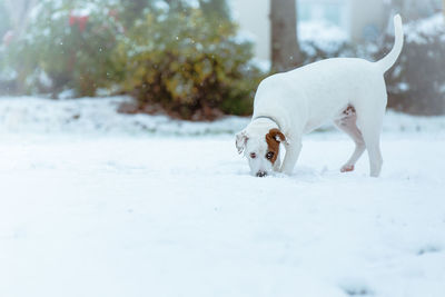 Close-up of dog on snow