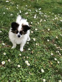 High angle view of dog on flower