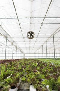greenhouse