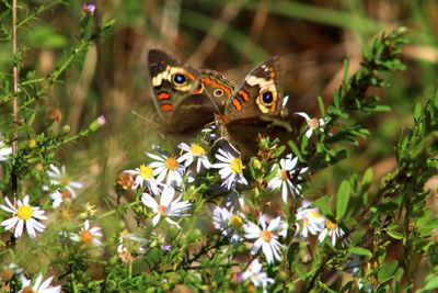 Close-up of butterfly pollinating on flower