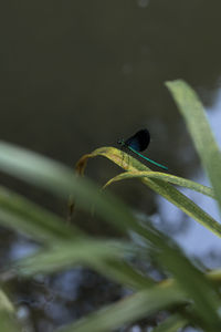 Close-up of damselfly on plant