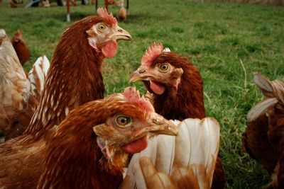 Close-up of rooster