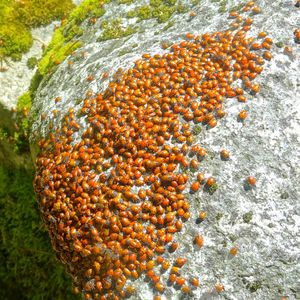 Close-up of berries