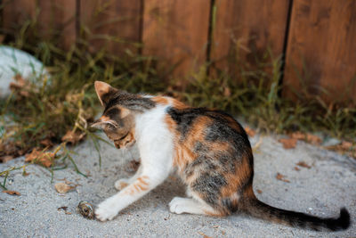 Portrait of a cat looking away