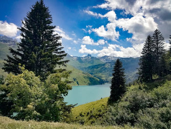 Scenic view of pine trees against sky