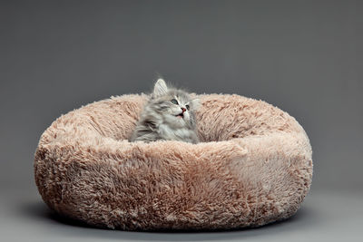 Close-up of cat sitting against black background