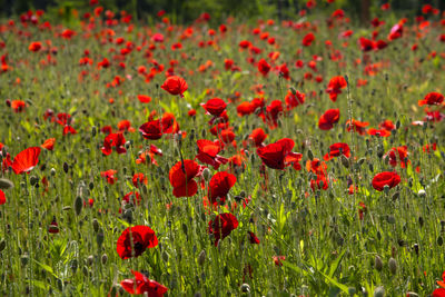 Close-up of red poppy flowers on field