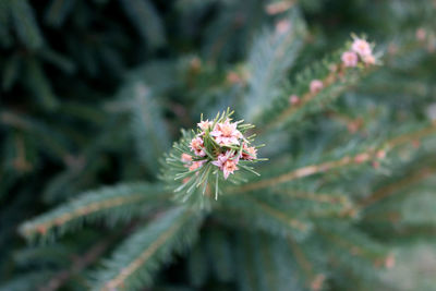 Close-up of pine cone on tree