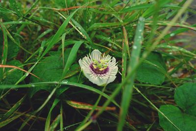 High angle view of flowering plant on field