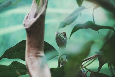 Close-up of lizard on plant