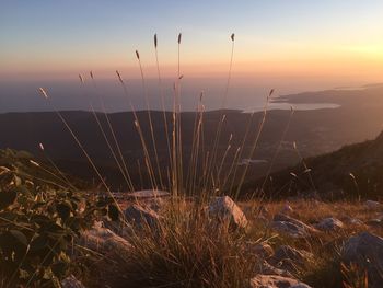 Close-up of grass against sky during sunset