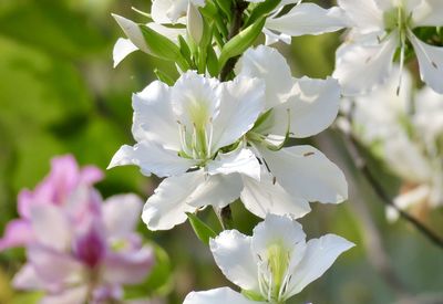 Close-up of white cherry blossom