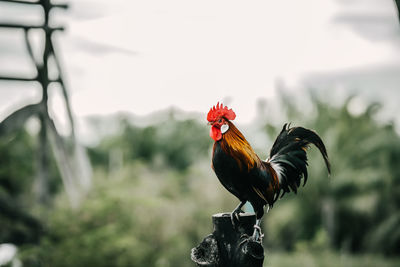 Close-up of rooster