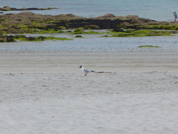 Birds perching on shore