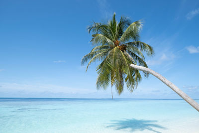 Palm tree against blue sky