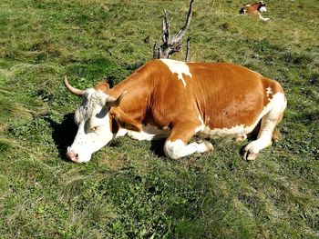 Cow on field