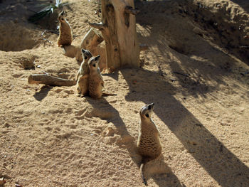 A group of mongooses at the zoo