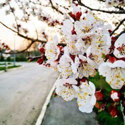 Close-up of apple blossoms in spring