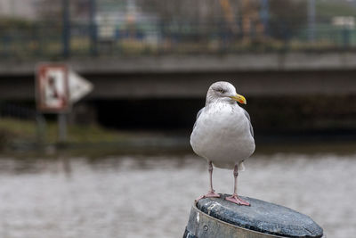 Close-up of seagull perching on retaining wall