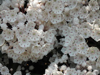 Close-up of white flowers blooming outdoors